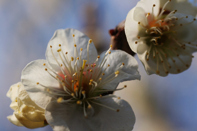 UmeBlossom