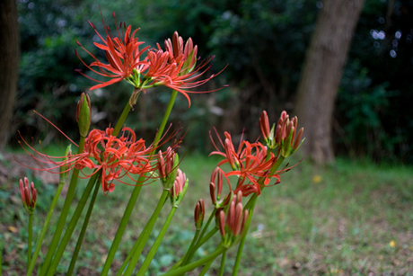 曼珠沙華と花火の趣　-　曼珠沙華