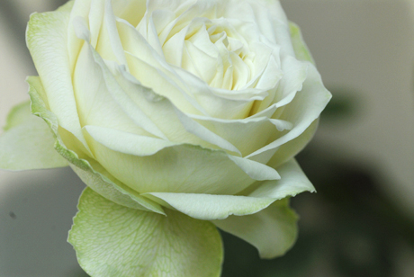 バラ「わかな」の開花