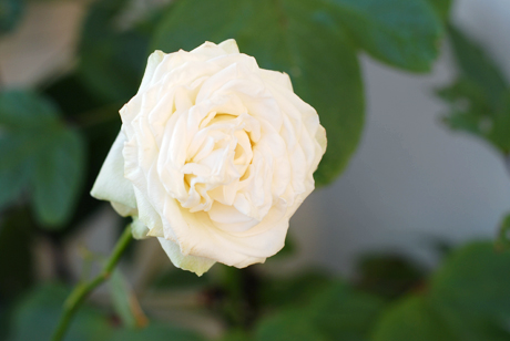 バラ「わかな」の開花