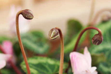 シクラメンの花が落ちて実になりかけているところ