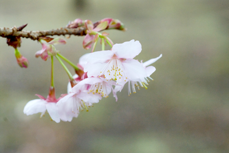 新宿御苑の桜