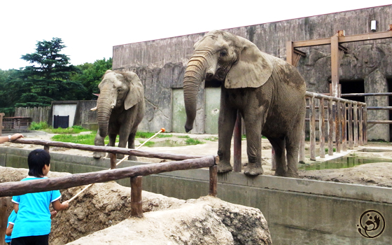 東武動物公園　ぞう