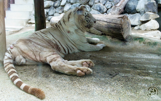 東武動物公園 ホワイトタイガー