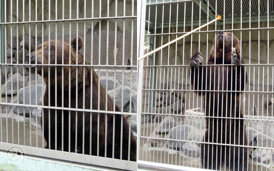 東武動物公園 クマ