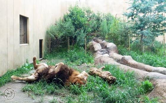 東武動物公園 ライオン