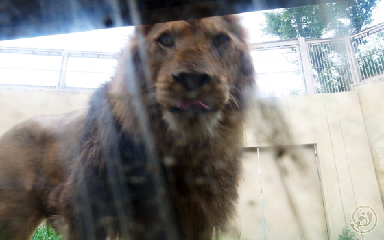 東武動物公園 ライオン